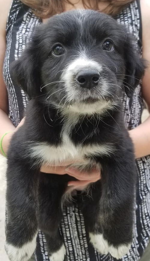 Emily Puppy