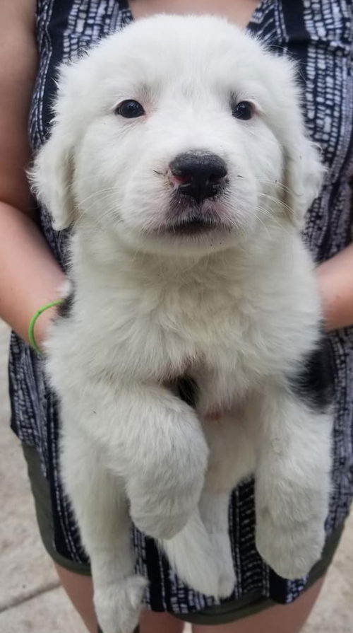Gideon Puppy