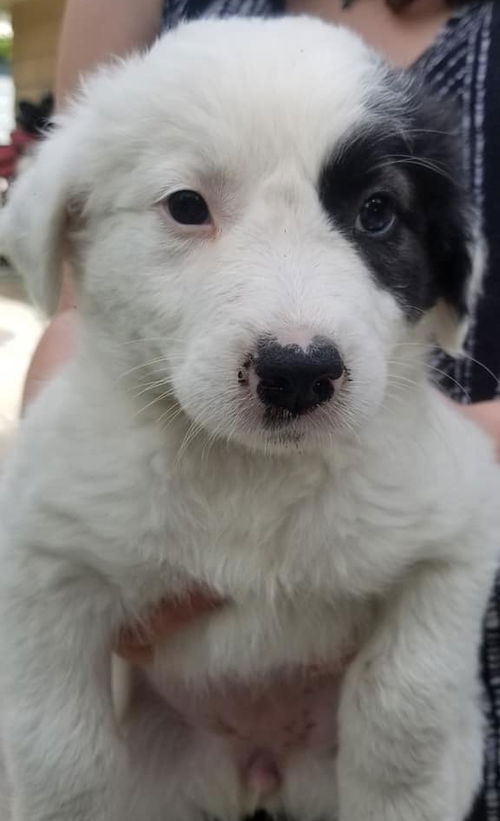 Penelope Puppy