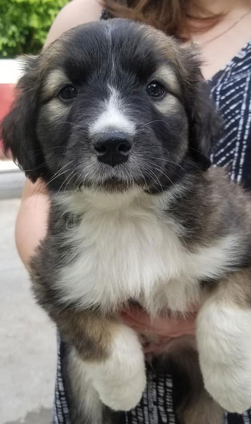 JJ Puppy