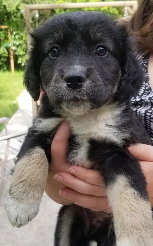 Reid Puppy