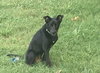 Roosa - Pup