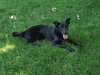 Roosa - Pup