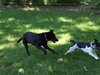 Roosa - Pup