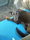 Roosa - Pup