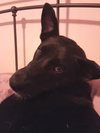 Roosa - Pup