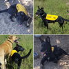 Roosa - Pup
