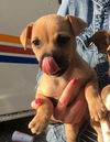 Bakki - Puppy