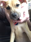 Bakki - Puppy