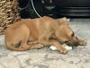 Bakki - Puppy