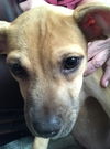 Bakki - Puppy
