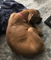 Bakki - Puppy