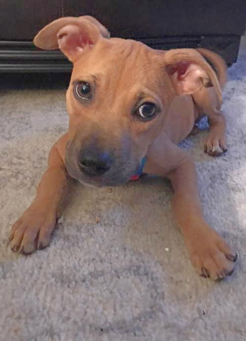 Bakki - Puppy