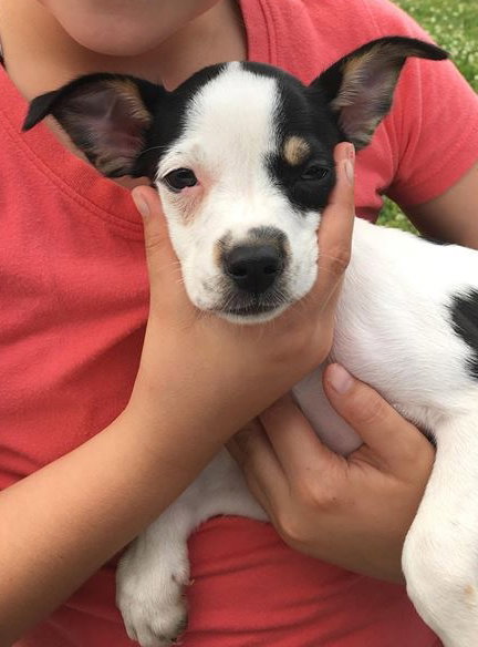 Strelka -Puppy