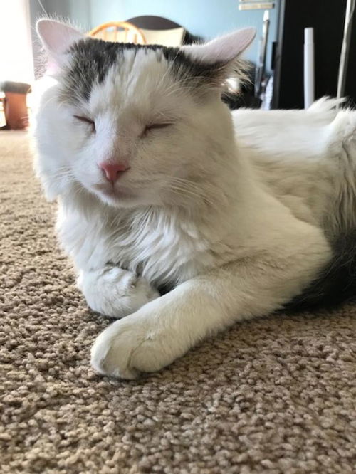 Oliver the Cat