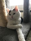 Oliver the Cat