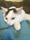 Oliver the Cat