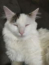 Oliver the Cat