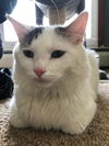 Oliver the Cat