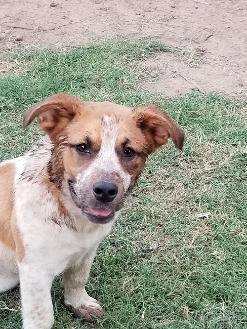 Sheila -Puppy