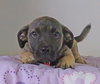 Jonah -Puppy