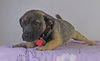 Jonah -Puppy