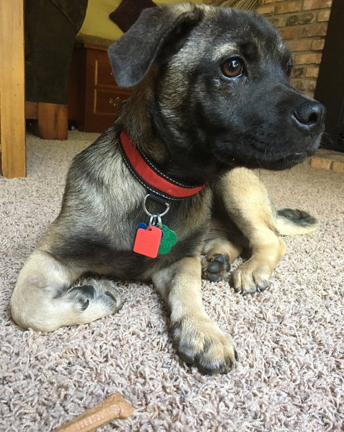 Jonah -Puppy