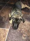 Jonah -Puppy