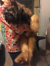 BH - Chewy -Puppy
