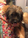 BH - Chewy -Puppy