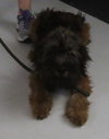 BH - Chewy -Puppy