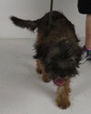 BH - Chewy -Puppy