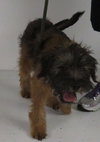 BH - Chewy -Puppy