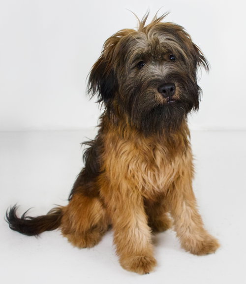 BH - Chewy -Puppy