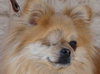 Corky