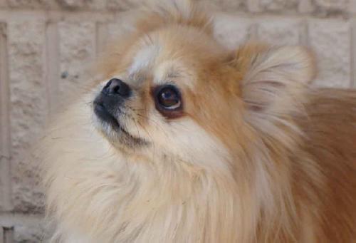 Corky