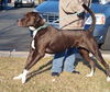 Goliath