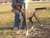Goliath