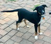 Donnie -Puppy