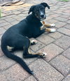 Donnie -Puppy