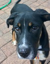 Donnie -Puppy
