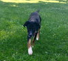 Donnie -Puppy