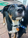 Donnie -Puppy