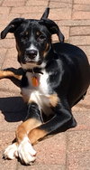 Donnie -Puppy