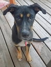 Marie Puppy