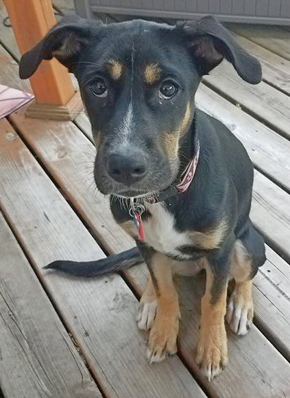 Marie Puppy