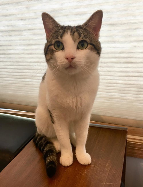 Ringo