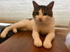 Ringo