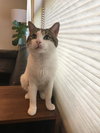 Ringo