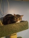 Callie